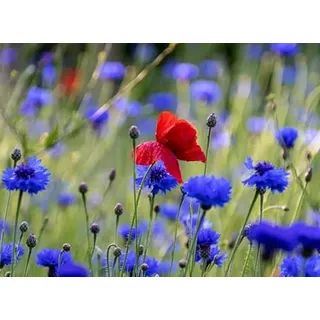 1000 Kornblumen Samen Blaue Kornblume Centaurea cyanus Blumenwiese Bienenweide Wildblume Blume