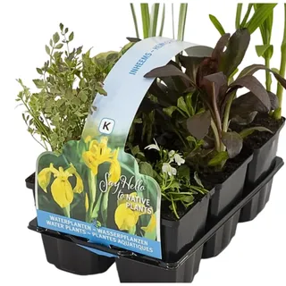 IFLO® 6er Set Einheimische Teichpflanzen – Heimische Wasserpflanzen für Gartenteich & Miniteich – Winterhart– Aus Holland – Zone 1 & 2