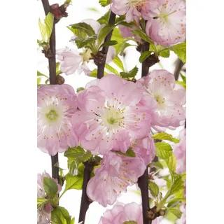 Pflanzen Für Dich Prunus triloba CAC Sta C 5 Krone einj. Sth. 80- Mandelbäumchen,winterhart, deutsche Baumschulqualität, im Topf für optimales anwachsen