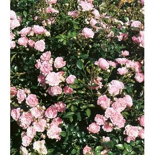BALDUR Garten Rosen 'The Fairy', Pflanze Bodendeckerrose,