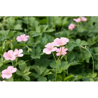 Pflanzen Für Dich Staude Geranium oxonianum Wargrave Pink, 1 St., Storchschnabel rosa