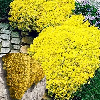 Winterharte mehrjährige,Viele Farben Thymian,Einfach zu Pflegen,Aromatisches Bodendeckerwunder Für Garten Und Balkon (Gelb)