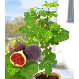 BALDUR Garten 1x Frucht-Feige Rouge de Bordeaux, groß, 1 Pflanze im 2 Liter-Topf, Ficus carica, Feigenbaum winterhart (bis minus 15 °C), pflegeleicht, für Standort in der Sonne geeignet