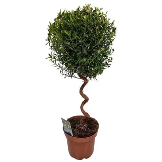 meinvipshop Echte Myrte Myrtus 45cm