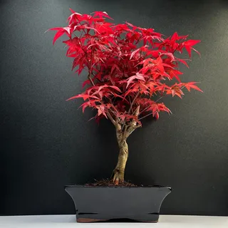 Bonsai DE - Bonsai Baum Japanischer Fächerahorn - Acer (Ahorn) Bonsai bäume/Japanische Ahorne/ist 25-30 cm hoch (Deshojo P20 Rot)