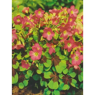 Oxalis deppei Iron Cross Glücksklee (25 Blumenzwiebeln)