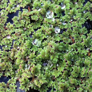 WASSERPFLANZEN WOLFF ° eine Portion Azolla filiculoides – Großer Algenfarn - Feenmoos | Schwimmpflanze für Aquarium & Teich | Pflegeleicht & Schnellwachsend | färbt sich im Sommer kräftig Rot