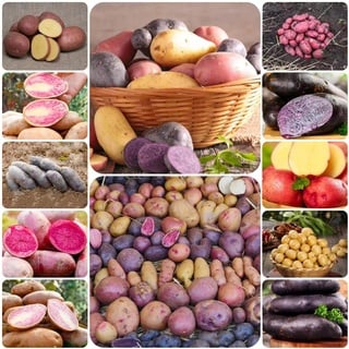 300 pcs kartoffeln saatgut samen - küchenkräuter grünpflanzen kartoffelsamen kartoffel samen,saatkartoffeln,Solanum tuberosum, pflanzensamen zimmerpflanzen nachhaltige geschenke für