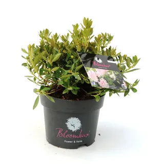Rhododendron micranthum Bloombux 2 L Container