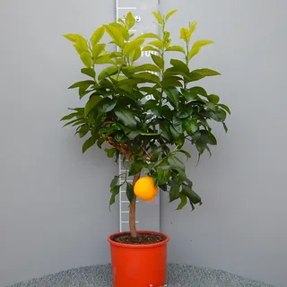 SAVINI VIVAI Bergamotte-Pflanze, fantastischer Bergamotte-Zitrusbaum im 20 cm Topf, Höhe 70 cm, 2-3 Jahre Veredelung, hergestellt in Italien