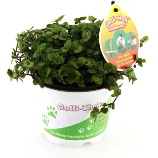 Golliwoog - Futterpflanze für Bartagamen, Vögel , Meerschweinchen, Kaninchen