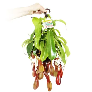 EXOTENHERZ Fleischfressende Pflanze - Nepenthes alata 14cm Ampeltopf