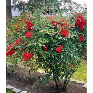 BALDUR Garten Zierstrauch Himmelsbambus Nandina domestica, 1 St., Aufrecht, immergrün,winterhart, mehrjährig, pflegeleicht weiß