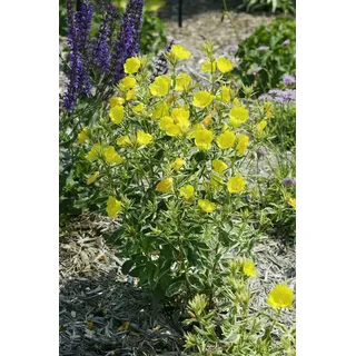 Pflanzen Für Dich Staude Oenothera tetragona