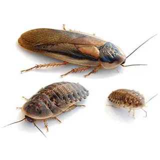 proinsects Argentinische Waldschaben (Blaptica dubia) klein 100 STK.