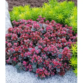 BALDUR Garten Bodendecker Sedum Sun Sparkler® 'Sedoro Blue Elf', 2 St., Steingartenpflanze,winterhart, mehrjährig,duftend rot