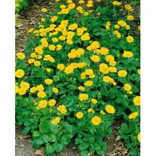 Pflanzen Für Dich Doronicum orientale 'Little Leo' Gemswurz Ca. 9x9 cm Topf