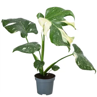 Dehner Fensterblatt Ø Monstera deliciosa, Thai Constellation, panaschiert, Grün, Creme