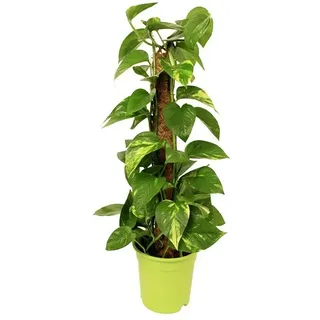 Piardino Efeutute  (Epipremnum aureum, Topfgröße: 17 cm, Gelb/Grün)