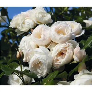 Dehner Rose Kletterrose Uetersener Klosterrose®, weiße Blüten, gefüllt und zart duftend, Züchter Tantau weiß