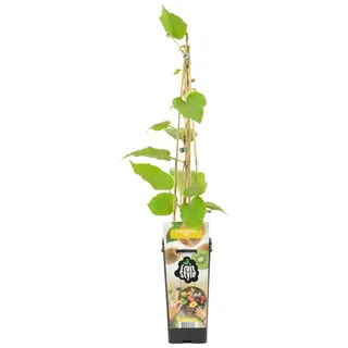 Bloomique - Actinidia Deliciosa 'Jenny' - Kiwipflanze - Obstpflanzen - Gartenpflanzen - Winterhart - Topf 14 cm - Höhe 60-70 cm