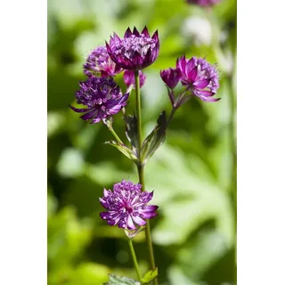 PlantaPro Astrantia major 9x9 cm Topf – Winterhart, Mehrjährig, Pflegeleicht – Sterndolde – Staude für Beet & Garten