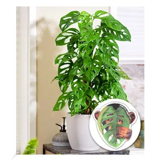BALDUR Garten Monstera Monkey Leaf, 1 Pflanze, Luftreinigende Zimmerpflanze, unterstützt das Raumklima, Fensterblatt, Grünpflanze, mehrjährig - frostfrei halten, Monstera adansonii