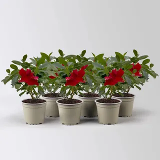 Dipladenie 'Qdeville®', rot, buschartig, Topf-Ø 12 cm, 3 Pflanzen
