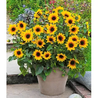 BALDUR Garten 1x Balkon-Sonnenblume 'SunBelievable®', Pflanze im 12 cm-Topf, blüht bis zu 6 Monate lang, unzählige Blüten ohne große Pflege, ideal für Kübel & Beete, sommerblühend, bienenfreundlich