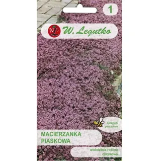 Sand-Thymian – lila-rosa