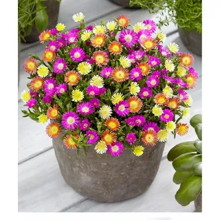 BALDUR Garten 3er Winterharte Eisblumen Summer Mix, Pflanzen im 9x9 cm-Topf, Delosperma congesta, Bodendecker, winterharte Staude, trockenresistent...