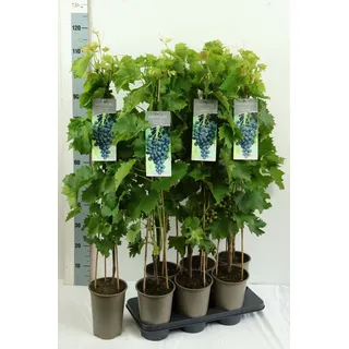 PlantaPro Vitis vinifera Muscat Bleu' Weinrebe Blau 80–100 cm