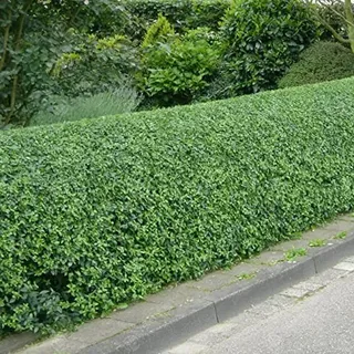 Grüne Ligusterhecke (Ligustrum Ovalifolium) - Schnellwachsendes Immergrün für Privatsphäre & Landschaftsgestaltung, pflegeleicht & trockenheitsresistent.