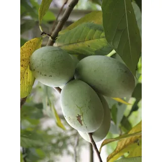 Seedeo® Indianerbanane/Papau/Pawpaw (Asimina triloba) Pflanze ca. 20-30 cm