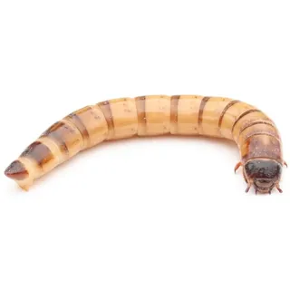 Zophobas lebend 50 g | Lebendfutter | Futterinsekten | Reptilienfutter | Igelfutter