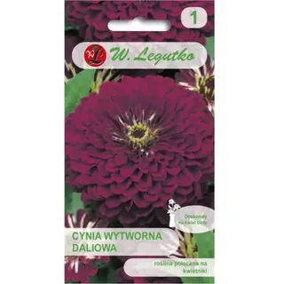 Zinnie Violet Queen - violett