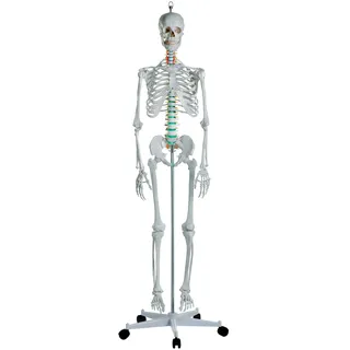Erler Zimmer Skelettmodell "Schulskelett Oscar"