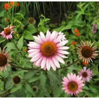 die nr-01.de Echinacea purpurea Leuchtstern