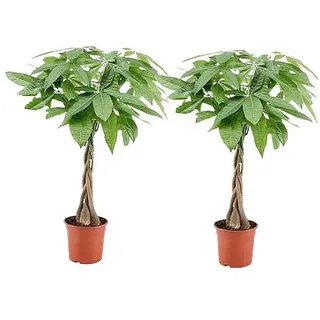 PFLANZENFREUND Geldbaum geflochtener Stamm Topfgröße Ø 17cm 2 Pflanzen