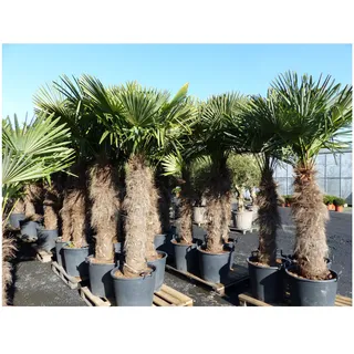 XXXXL 240 cm Trachycarpus fortunei 120 cm Stamm Hanfpalme, winterharte Palme bis -18°C