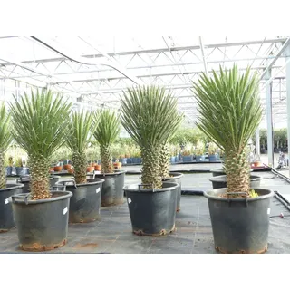 gruenwaren jakubik Yucca Filifera, 70-90 cm, Stamm 20-30 cm Tambasi Yucca, winterhart -13 Grad