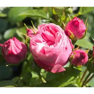Noblesse® Spray-Rose 'Playful Rokoko®', Rosa