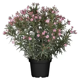 Piardino Oleander  (Nerium oleander, Rosa/Weiß/Gelb)