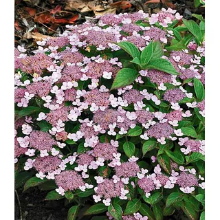 BALDUR Garten Zierstrauch Zwerg-Hortensie 'Lace Delight', 1 St., Tellerhortensien, reichblühend,winterhart, mehrjährig rosa