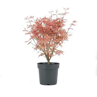 Bloomique - Acer palmatum Taylor - Japanischer Ahorn - Gartenpflanzen - Winterhart - Höhe 50-70 cm - 19 - cm - Topf