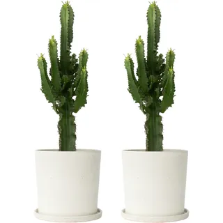 Plant in a Box - 2er Set Höhe 50-60cm