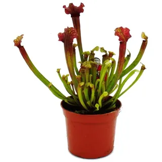 Exotenherz Schlauchpflanze Sarracenia Judith Fleischfressende Pflanze 9cm Topf