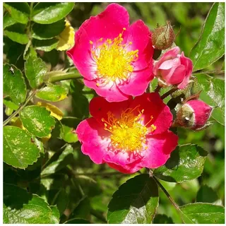 Baumschule Gold Rose Rose Maria Lisa grün|rosa