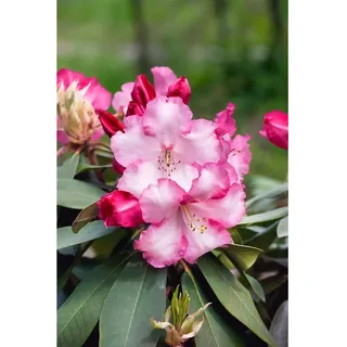 Pflanzen Für Dich Rhododendron 'Lem's Monarch', Rhododendron, rosa-rot, 40–50 cm