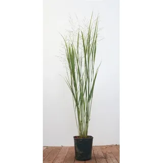 pflanzen-für-dich.de Panicum Virgatum Northwind C 5